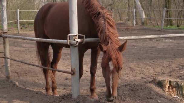 Brun Hest Gården Innhegning Utendørs – stockvideo