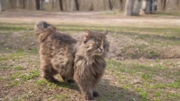 Старый Бездомный Кот Улице Бездомная Кошка После Сна — стоковое видео