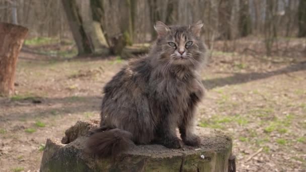 Dakloze Kat Een Stomp Buiten Grijze Harige Kat Boerderijkat — Stockvideo