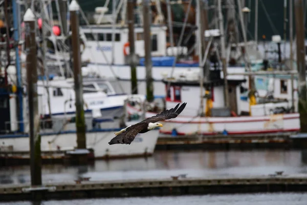 Águila calva en Sequim, Washington — Foto de Stock