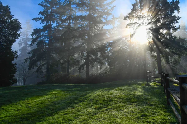나무 사이로 흐르는 태양 광선 — 스톡 사진