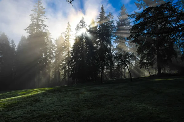 Сонячні промені через дерева — стокове фото