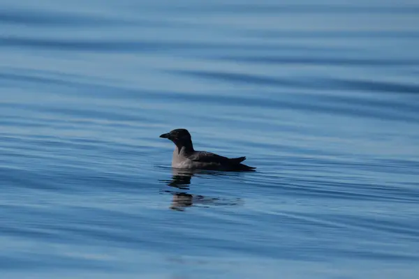 穏やかな水に浮かぶ鳥 — ストック写真