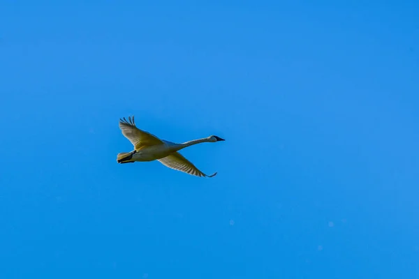 Trompeterschwäne im Flug — Stockfoto