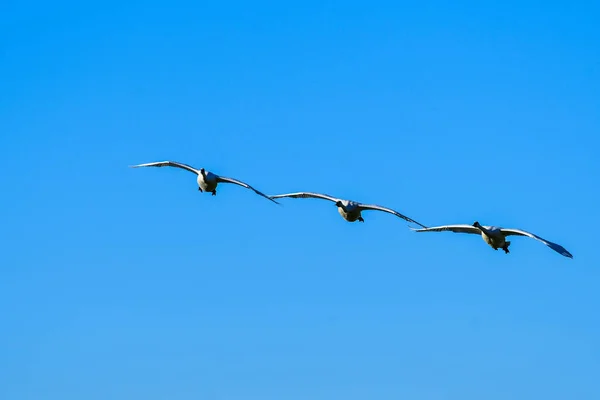 Trompeterschwäne im Flug — Stockfoto