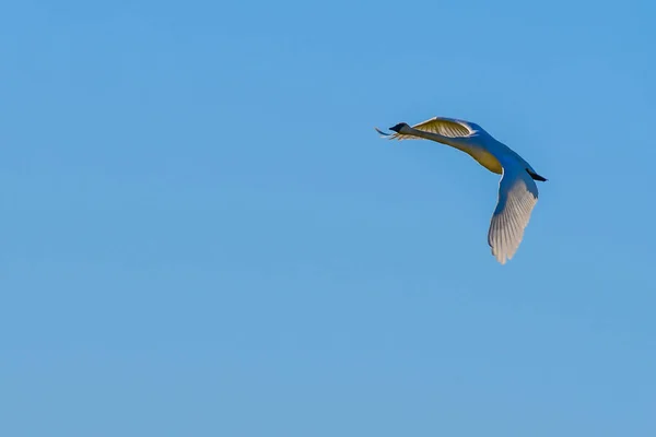 Trompeterschwäne im Flug — Stockfoto