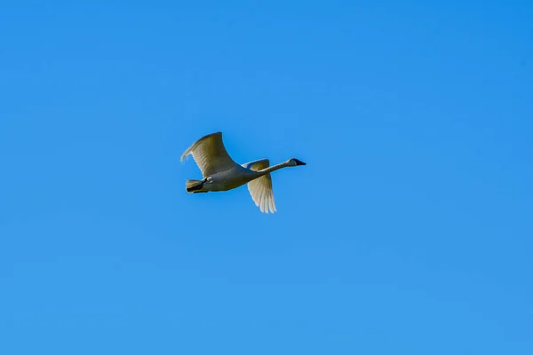 Trompeterschwäne im Flug — Stockfoto