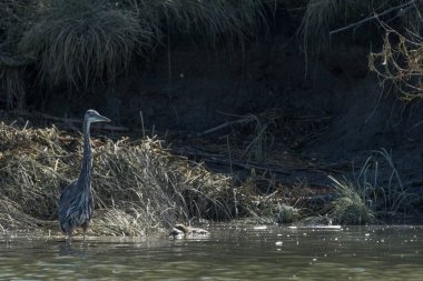 Büyük mavi Herron - Snohomish Nehri