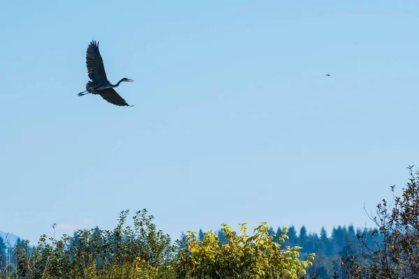 Großer blauer Hering - snohomischer Fluss — Stockfoto