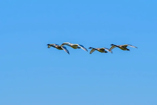 Cisnes trompetista em voo — Fotografia de Stock