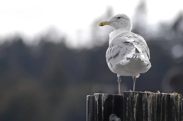 Seagull op stapelen — Stockfoto