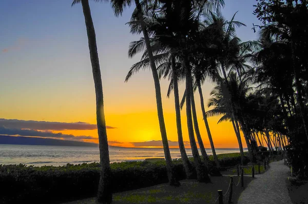 Lahaina Sunset em Maui com palmas — Fotografia de Stock