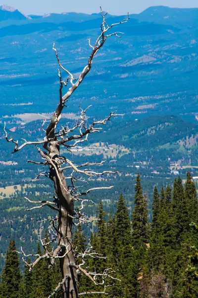 Árbol estéril y muerto en las montañas —  Fotos de Stock