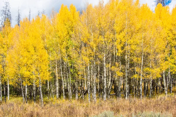 Aspens no outono — Fotografia de Stock