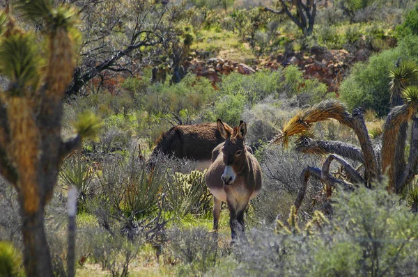 Wild Burro — Stock Photo, Image