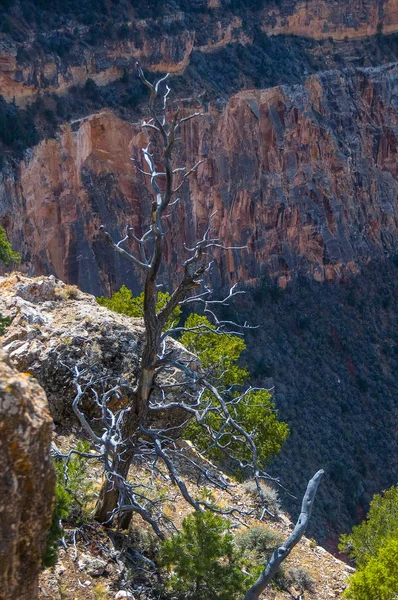 Südrand des Grand Canyon — Stockfoto