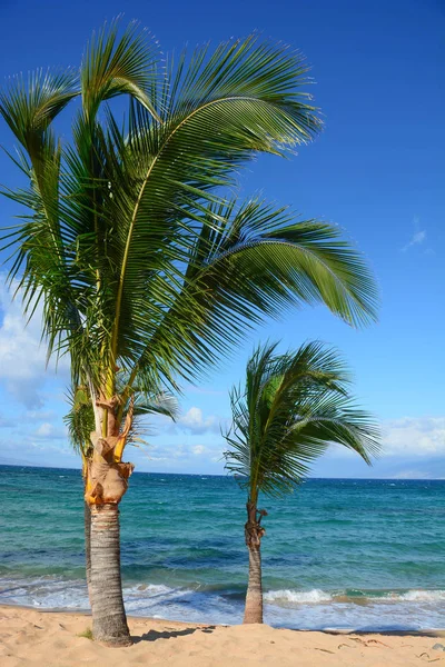 Napili, Hawaii — Stockfoto