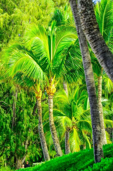 Tree scene in Maui fo Palms and other vegetation — Stock Photo, Image