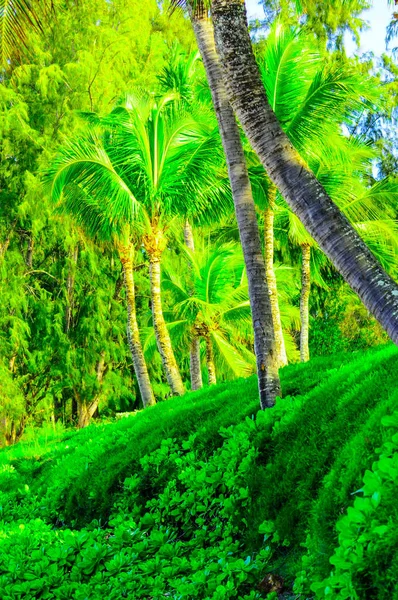 Baumszene in maui fo Palmen und anderer Vegetation — Stockfoto