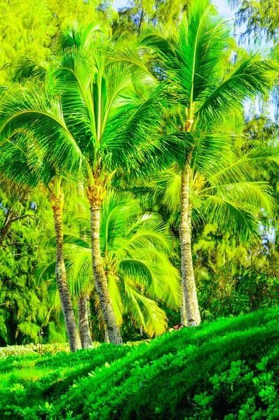 Boom scène in Maui fo palmen en andere vegetatie — Stockfoto