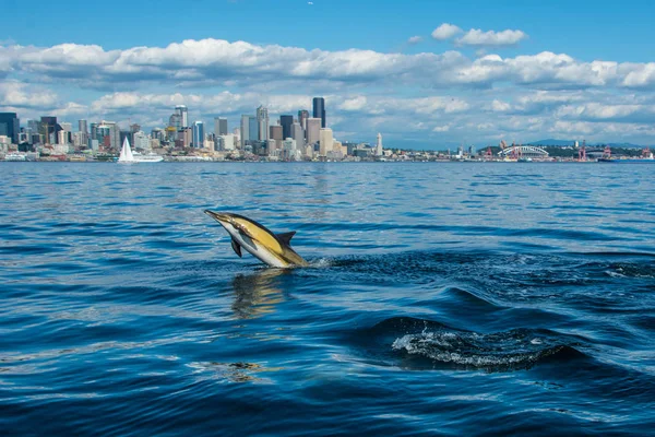 Dolphins on Sunny Day — Stock Photo, Image