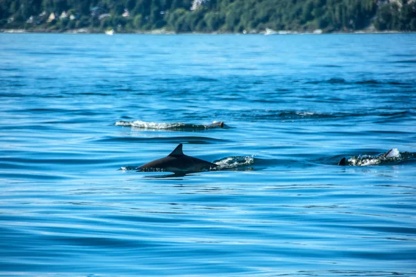 Dolphins on Sunny Day — Stock Photo, Image