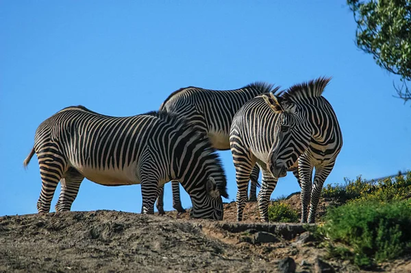 Zebras im Zoo San Diego — Stockfoto