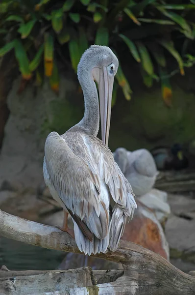 Pelícano en el zoológico de San Diego — Foto de Stock