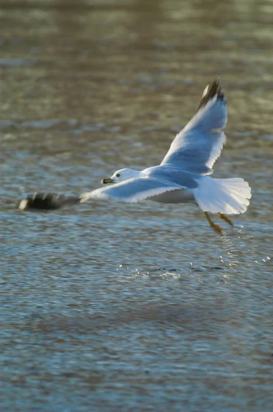 Meeuw — Stockfoto