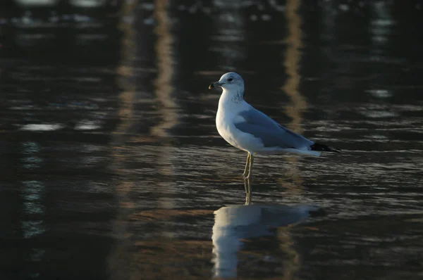 Gaviota con Reflexión de Muelle en Fondo — Foto de Stock