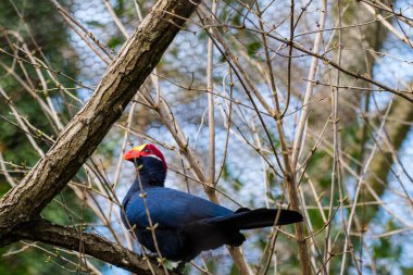 Hayvanat bahçesinde kuş