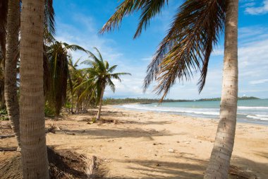 Puerto Rico plaj sahnesi