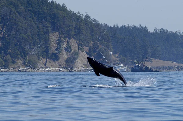 Orca — Stock Photo, Image