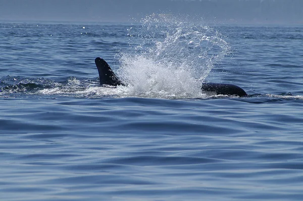 Orca  Surfacing in the San Juan Islands, WA — Stock Photo, Image