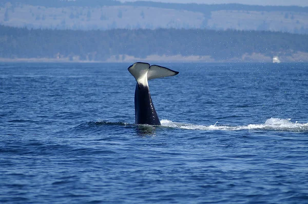 Orca  Surfacing in the San Juan Islands, WA — Stock Photo, Image