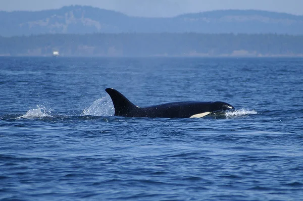 Orca — Stock Photo, Image