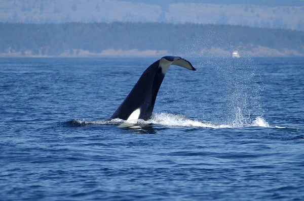 Orca  Surfacing in the San Juan Islands, WA — Stock Photo, Image