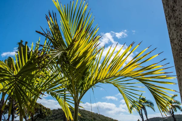 Palm Tree - St. Thomas, Usvi — Stockfoto