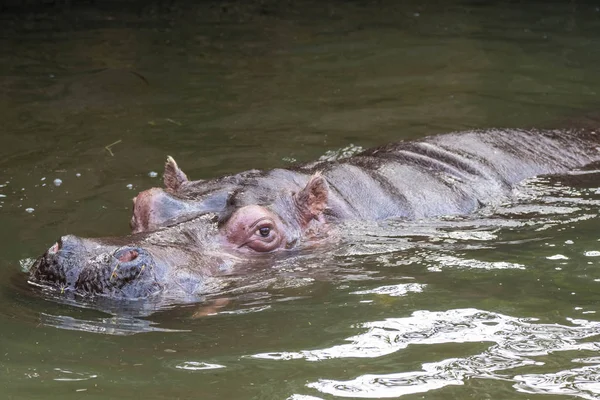 Flusspferd im Zoo — Stockfoto