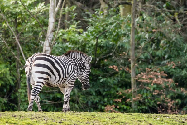 Zebra hayvanat bahçesinde — Stok fotoğraf