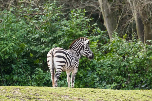 Zebra hayvanat bahçesinde — Stok fotoğraf