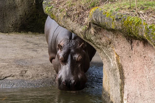 Hroch v zoo — Stock fotografie