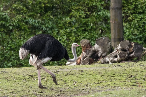 Avestruz en el zoológico — Foto de Stock