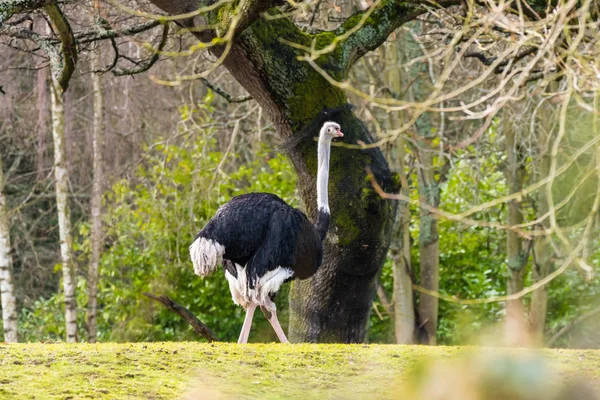 Avestruz en el zoológico — Foto de Stock