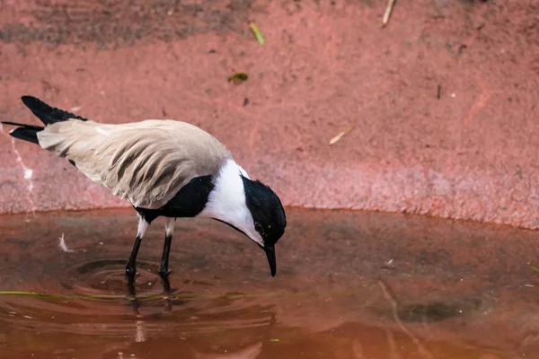 Lapwig con alas de espolón en el zoológico — Foto de Stock