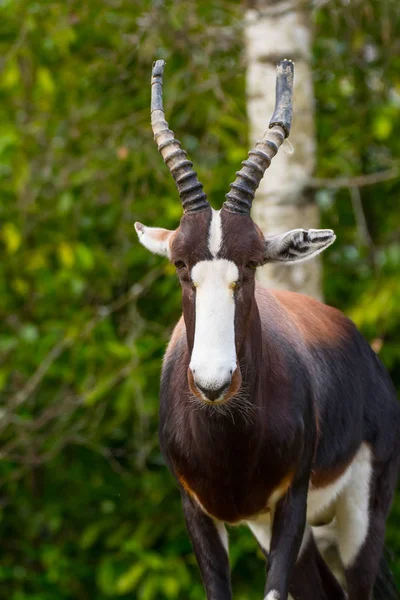 Bontebok antilop Hayvanat Bahçesi'nde — Stok fotoğraf