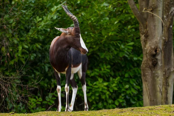 Bontebok antilop Hayvanat Bahçesi'nde — Stok fotoğraf