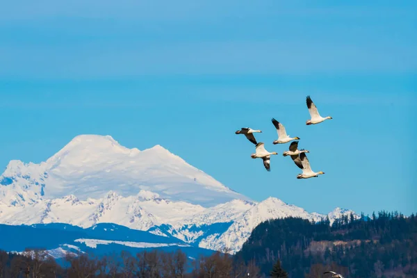 Cygnes trompettes en vol — Photo