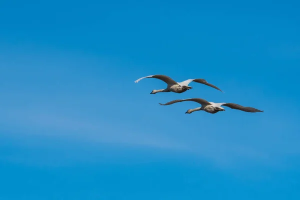 Trompeterschwäne im Flug — Stockfoto