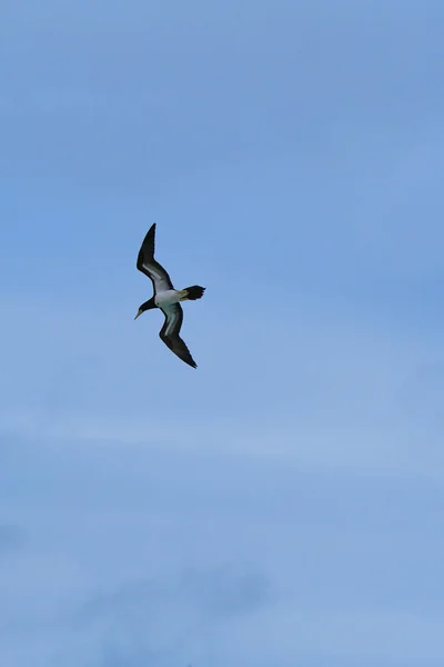 Pássaro fragata em voo — Fotografia de Stock